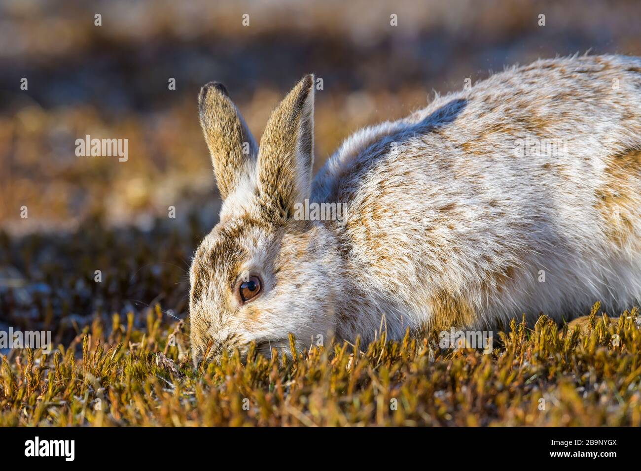 Snowshoe Hare (Lepus americanus) with transitional coat between winter and summer, Cherry Hill