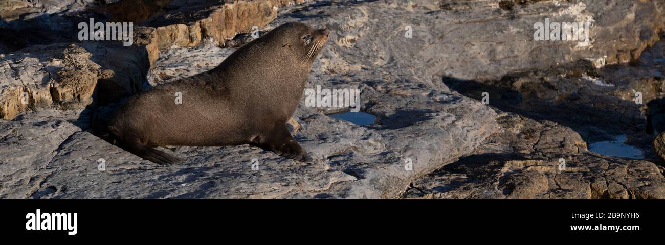 New Zealand fur seal active during a sunny sunrise at Shag Point, New Zealand. There is a full colony of "kekeno", the name given by the Maori, on thi Stock Photo