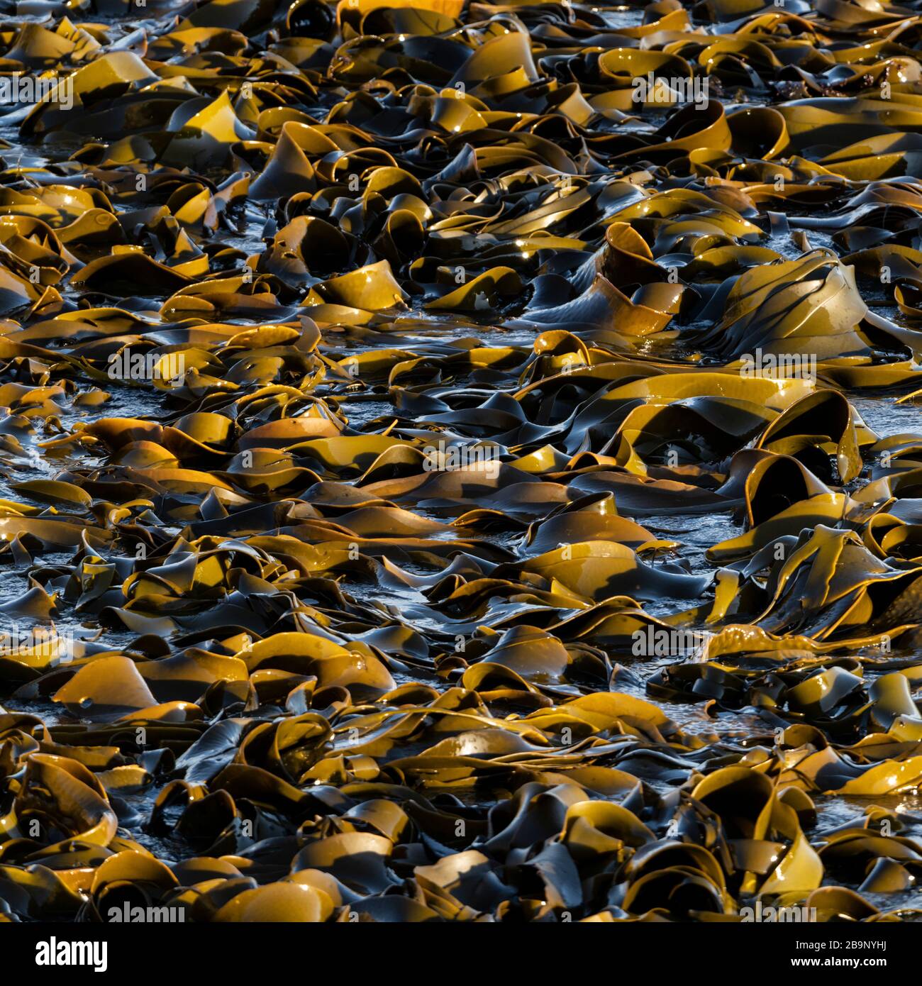 New Zealand kelp floating on the sea water at Shag Point, New Zealand. This algae does not have air bladders, but floats due to a unique honeycomb str Stock Photo