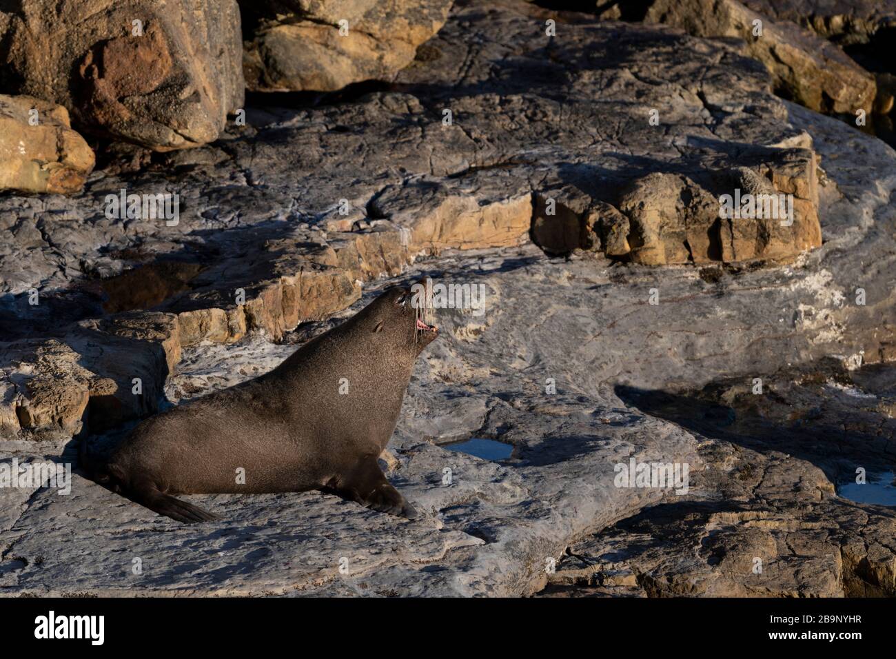 New Zealand fur seal yawning during a sunny sunrise at Shag Point, New Zealand. There is a full colony of 'kekeno', the name given by the Maori, on th Stock Photo