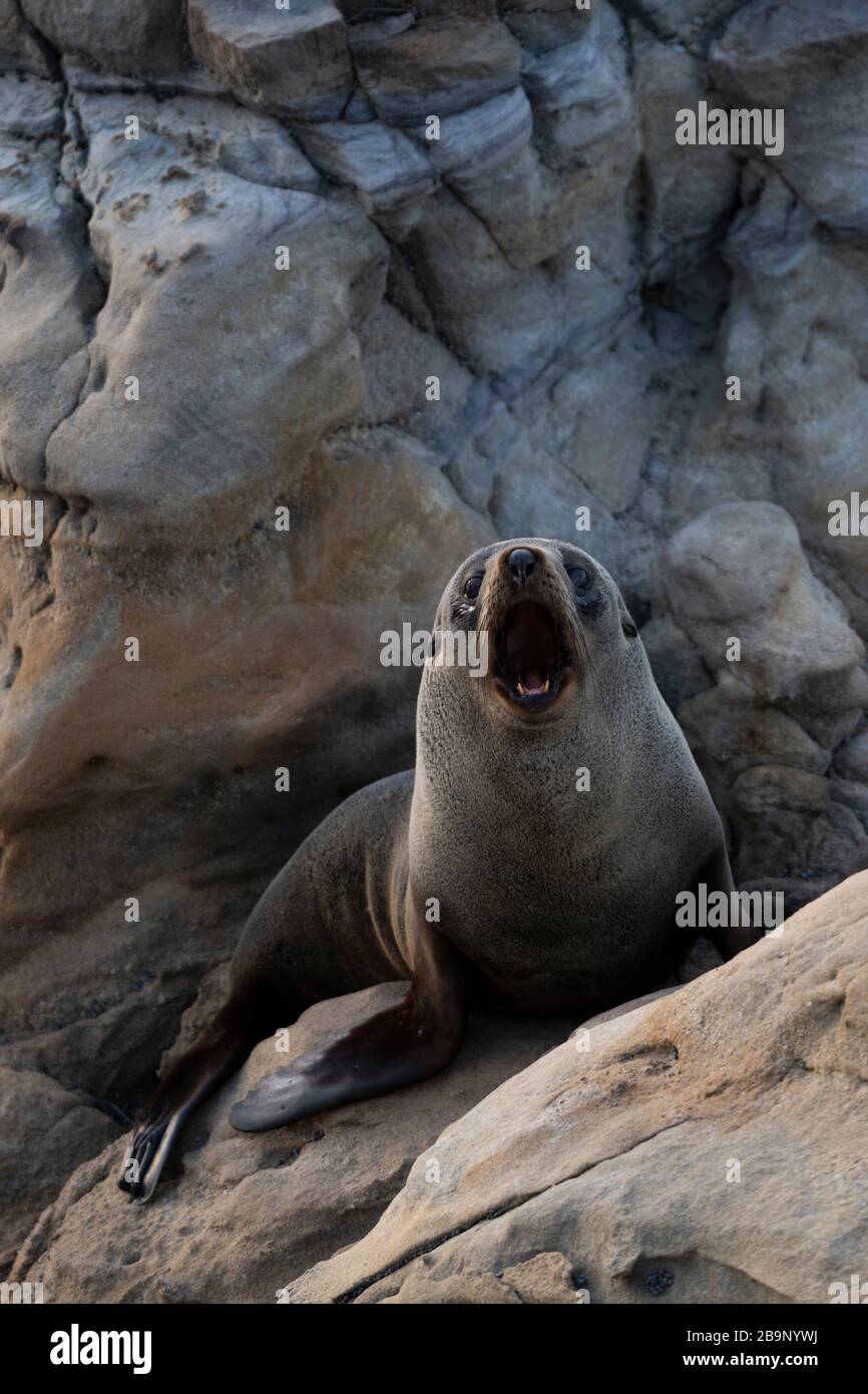 New Zealand fur seal cub yawning during a cloudy sunrise at Shag Point, New Zealand. There is a full colony of 'kekeno', the name given by the Maori, Stock Photo