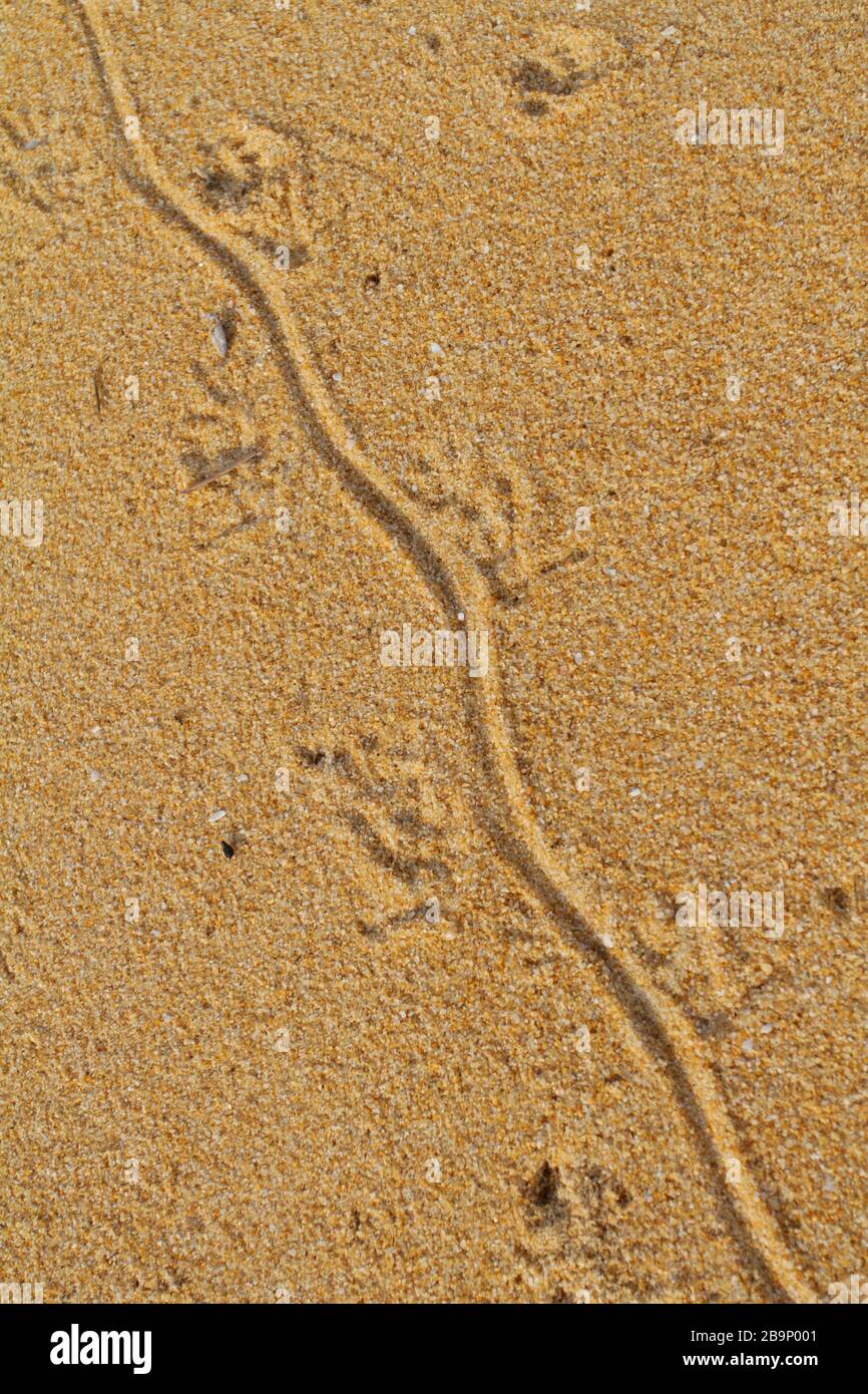 Lizard track on the beach. Stock Photo