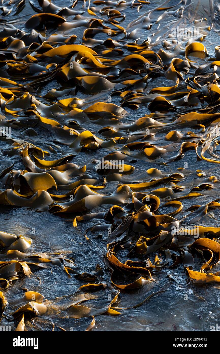 New Zealand kelp floating on the sea water at Shag Point, New Zealand. This algae does not have air bladders, but floats due to a unique honeycomb str Stock Photo