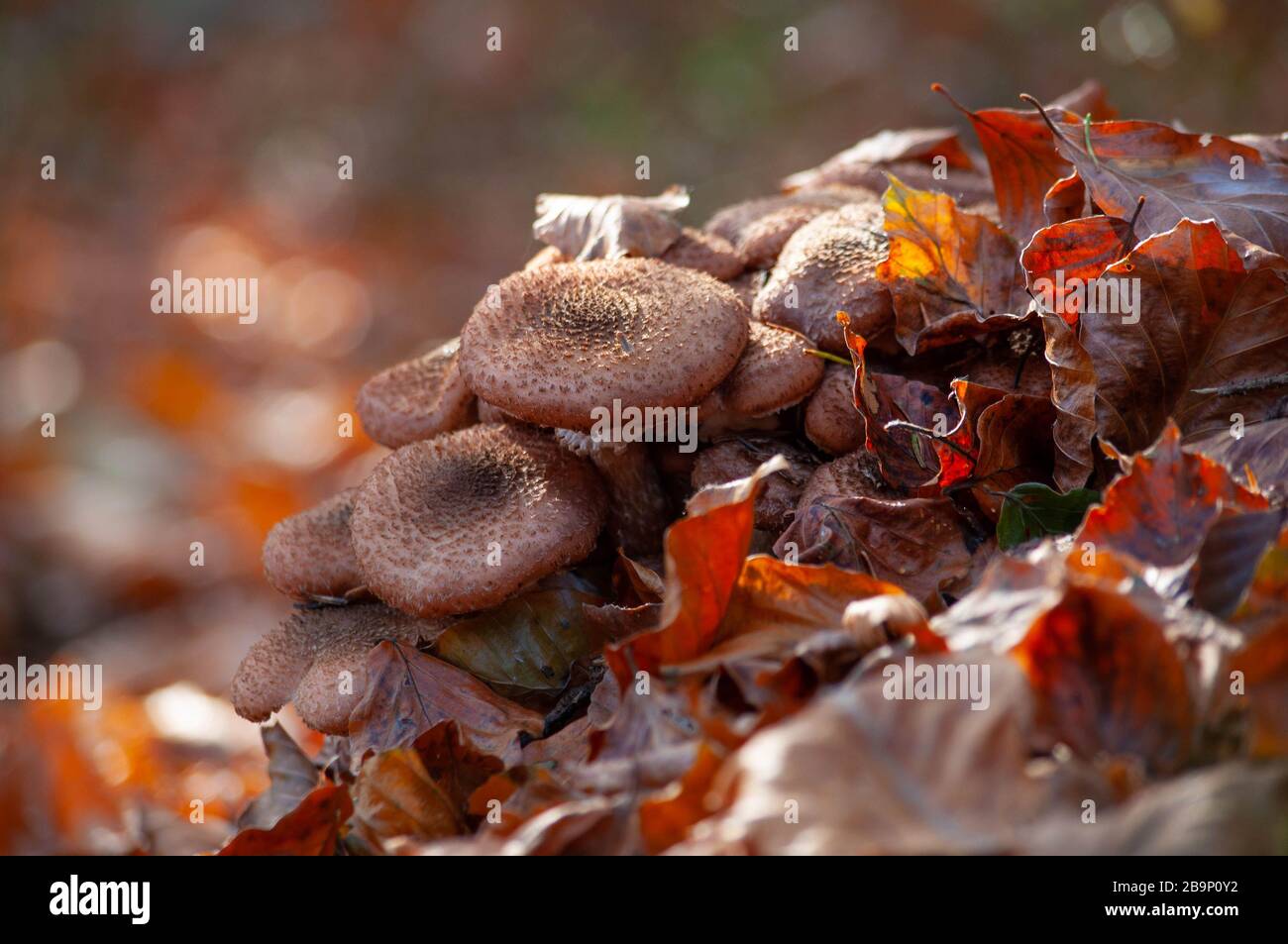 Group of the honey agaric mushrooms in the forest brown foliage Stock Photo