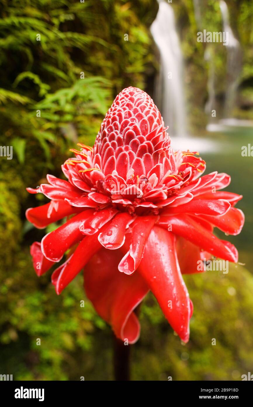 Torch ginger flower with waterfall behind, Hana, Maui, Hawaii Stock