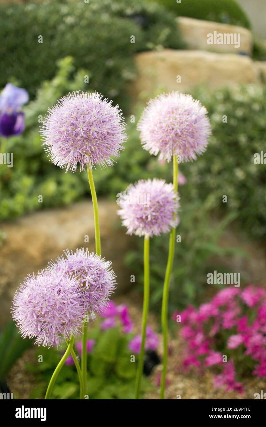 Close up of lilac Allium macleanii growing in the Alpine House at Kew Gardens. Five large purple flower clusters. Stock Photo