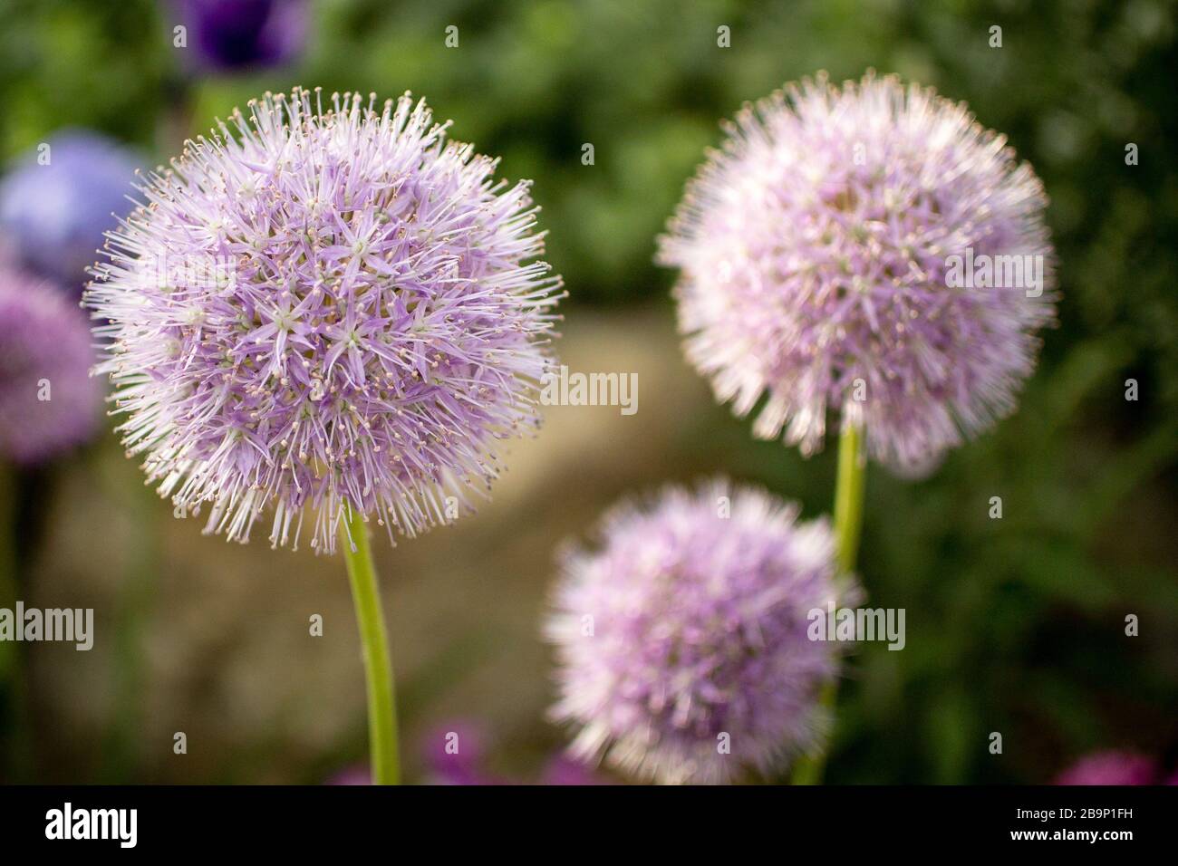 Close up of lilac Allium macleanii growing in the Alpine House at Kew Gardens. One bloom in foreground, two in background. Stock Photo