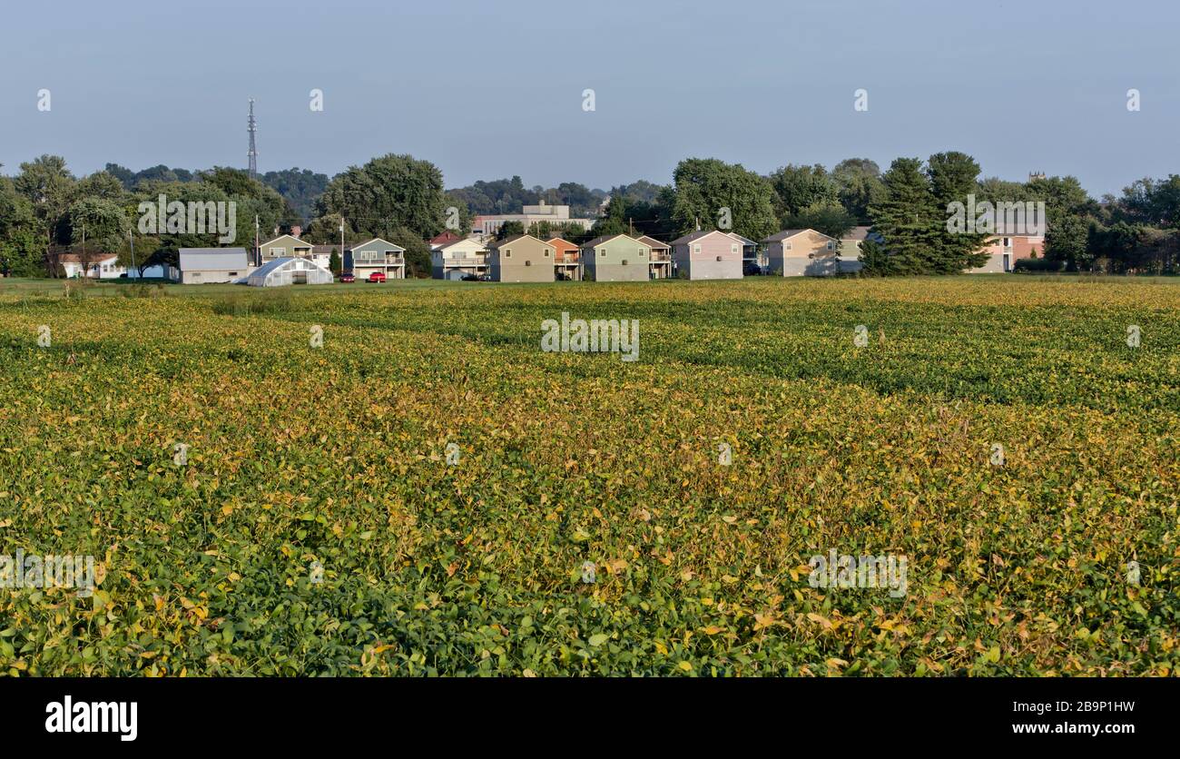 Maturing soybean field 'Glycine max', encroaching homes, pm light, bordering Ohio River, Belpre, Ohio, Washington County,  United States. Stock Photo