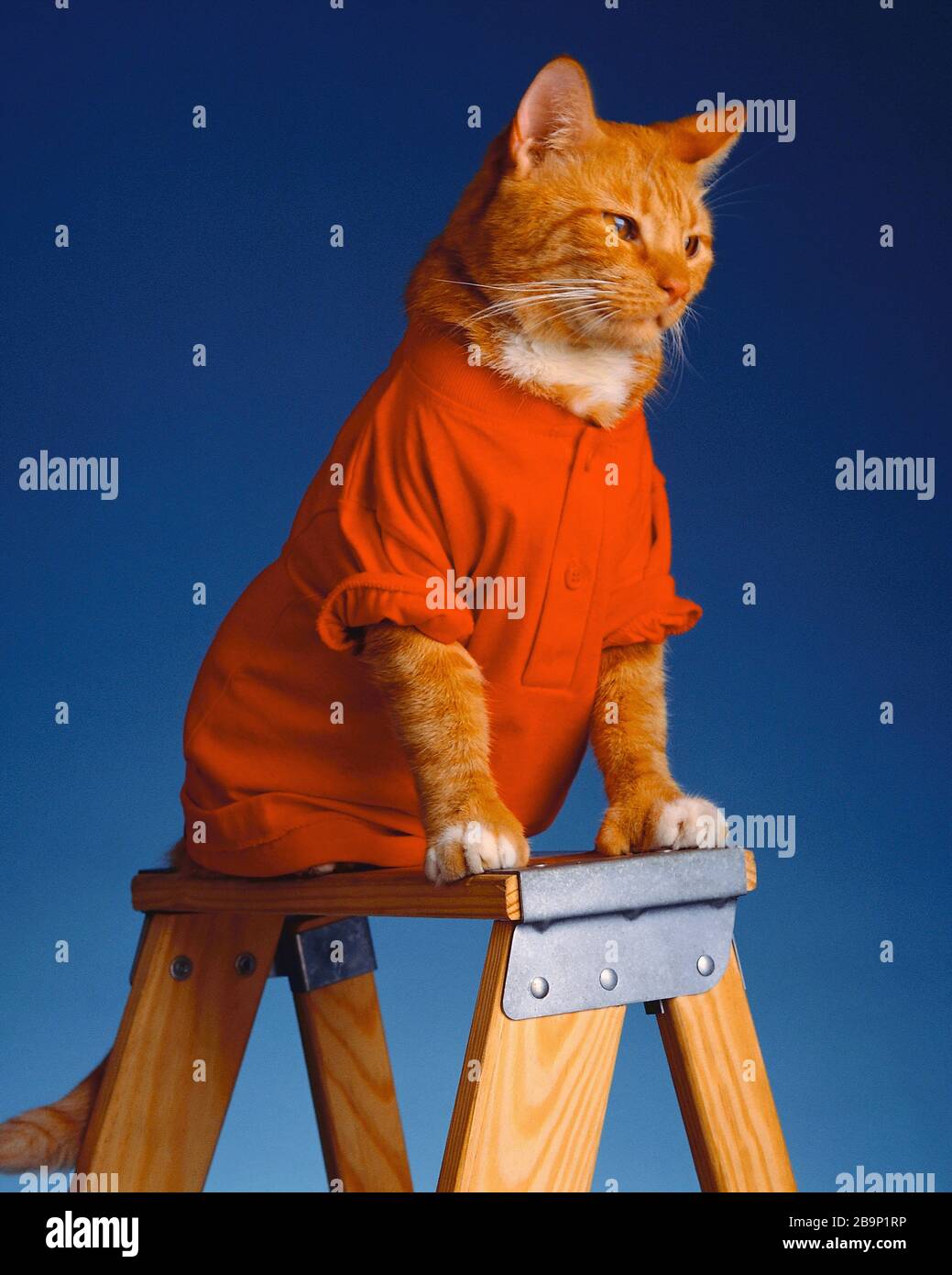 cat in human clothes