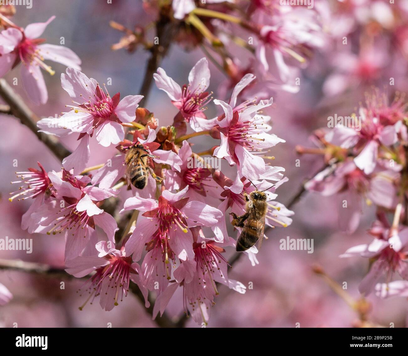 Honeybees gathering pollen on pink cherry blossoms. Stock Photo
