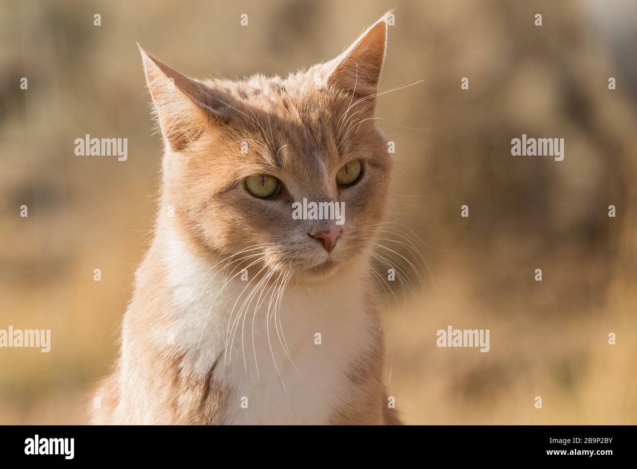 Blonde tabby cat hi-res stock photography and images - Alamy