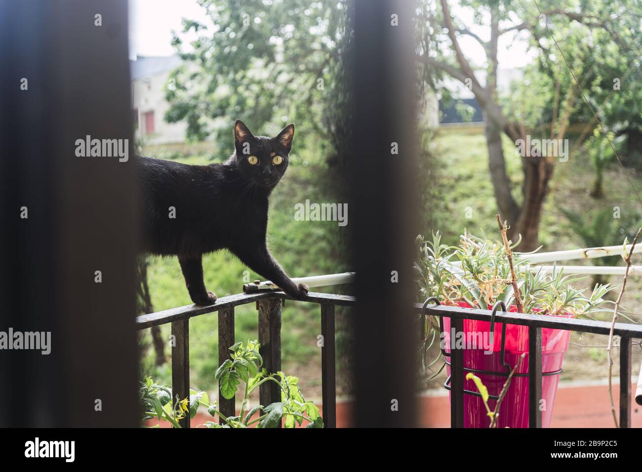 Cat on balcony railing hi-res stock photography and images - Alamy