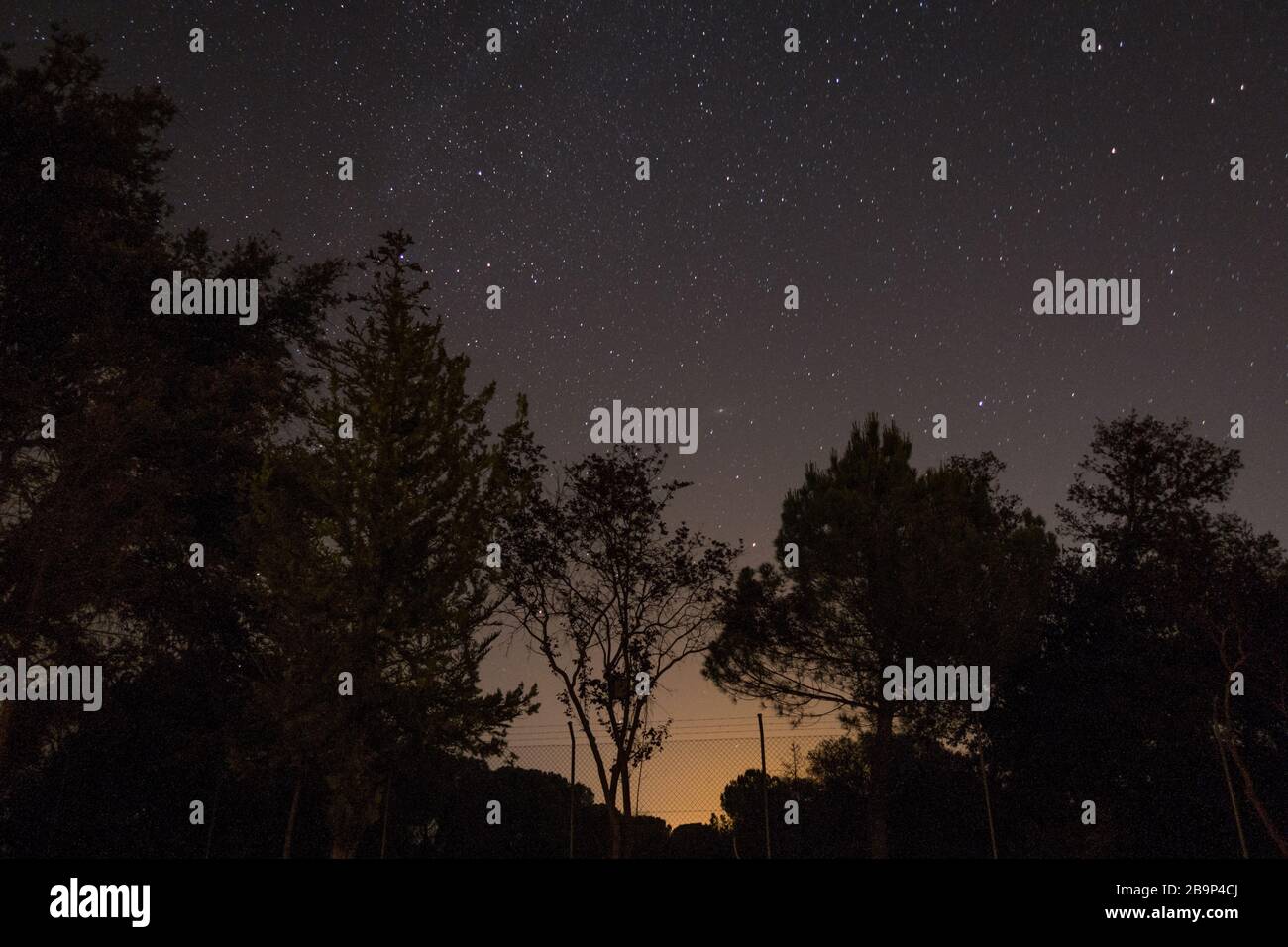 Tree silhouettes under a starry sky during the night - great for ...