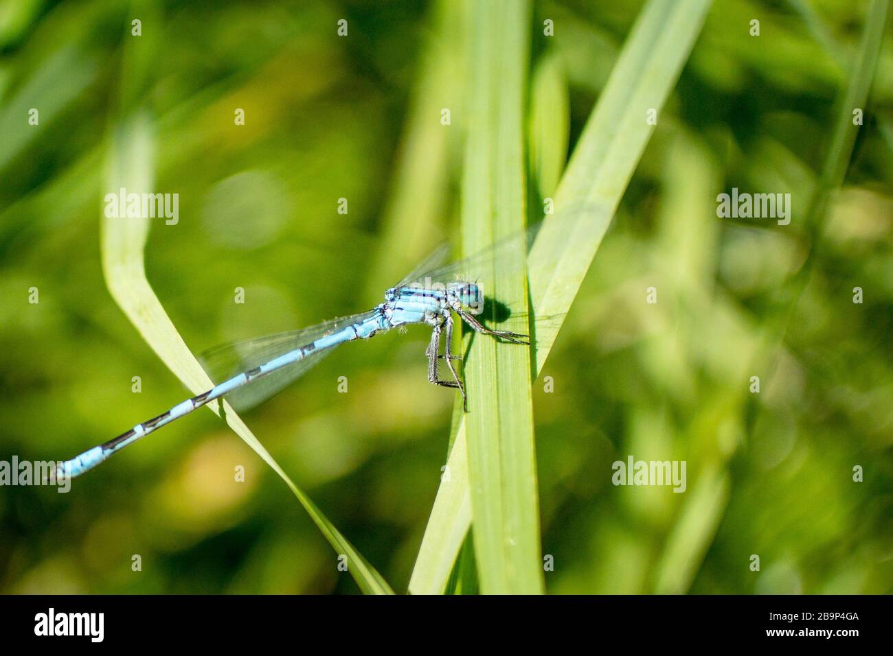 Blue Damselfly resting on a reed with wings in motion. Stock Photo