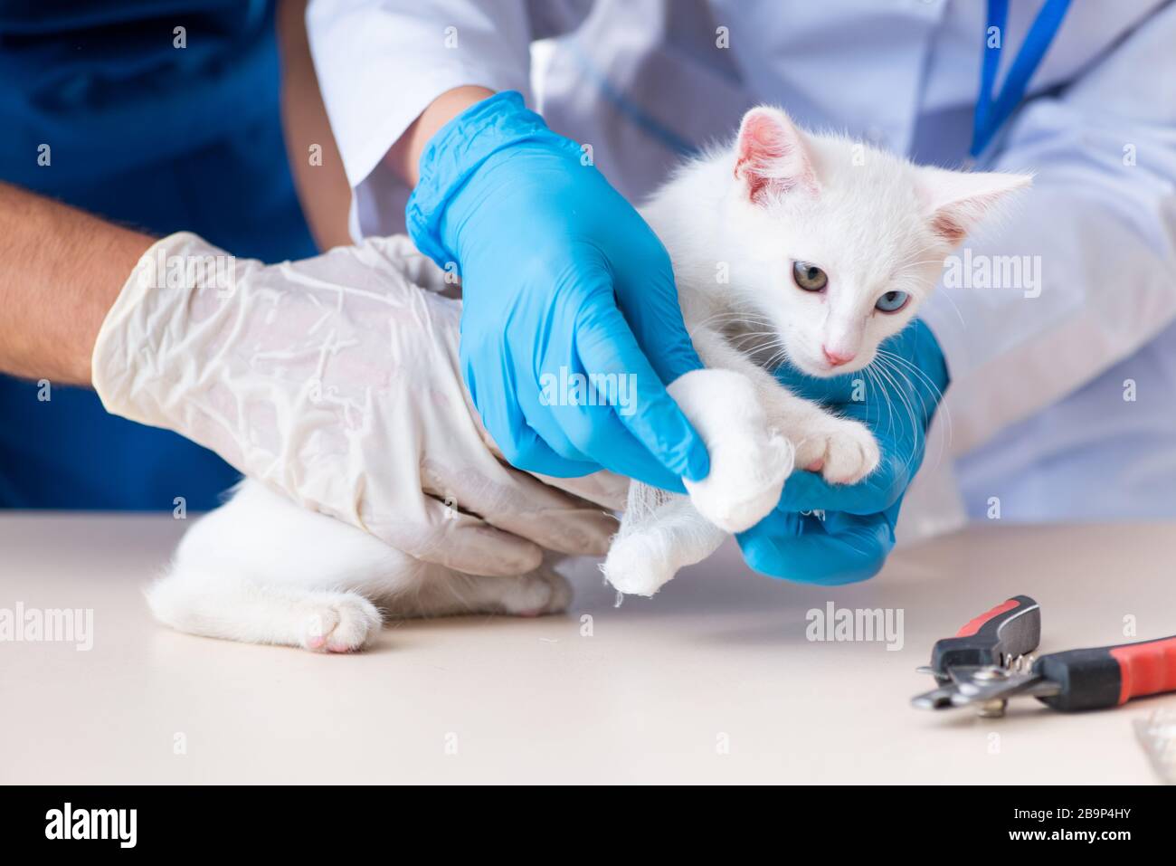 The two young vet doctors examining sick cat Stock Photo - Alamy