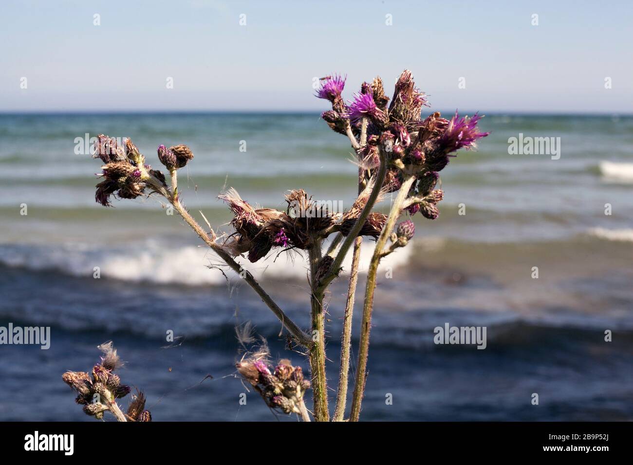 Thistles grow near the edge of Lake Michigan on Washington Island, Wisconsin. Stock Photo