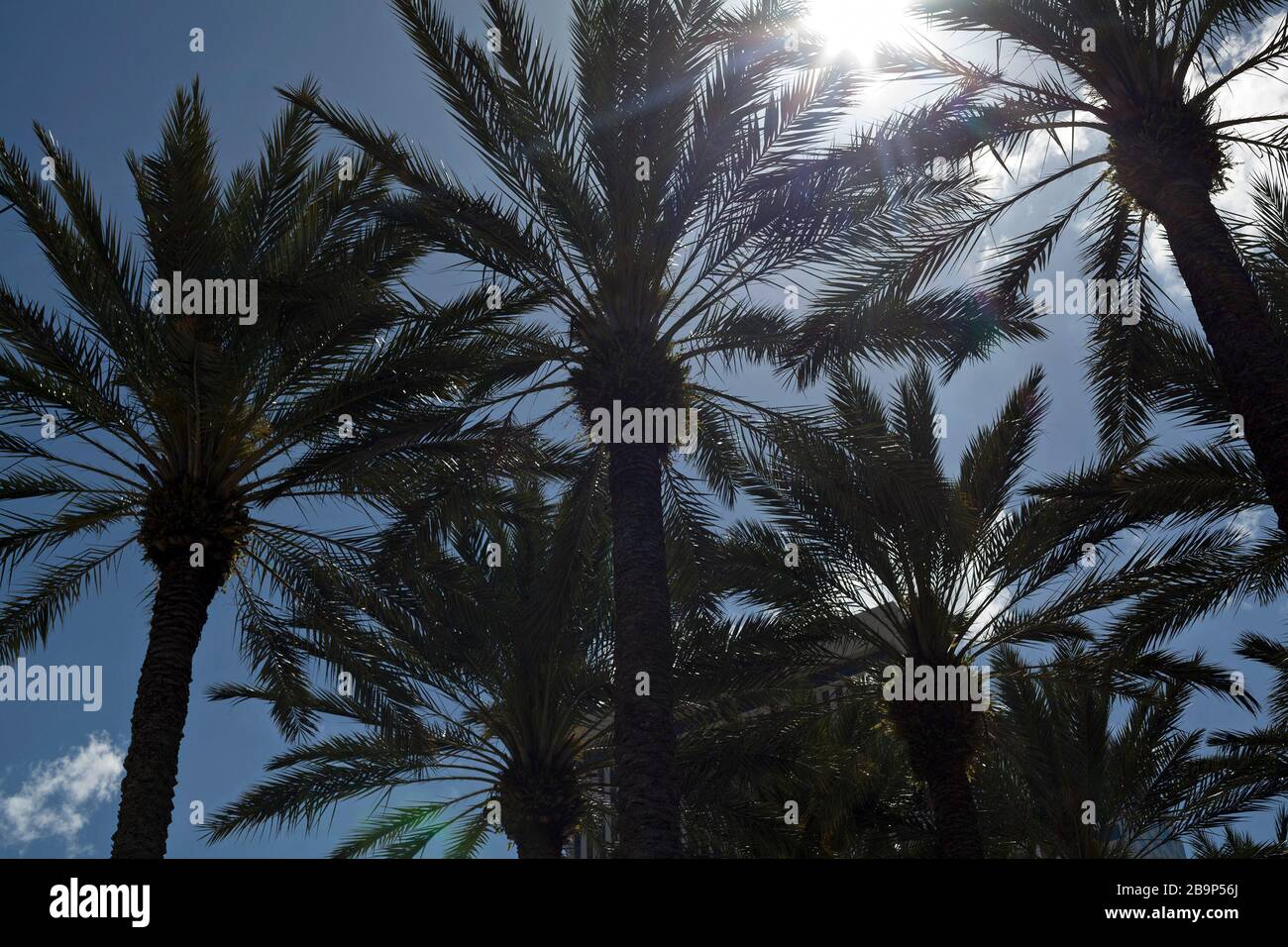 Sunlight filters through the leaves of palm trees in Tampa, Florida, USA. Stock Photo