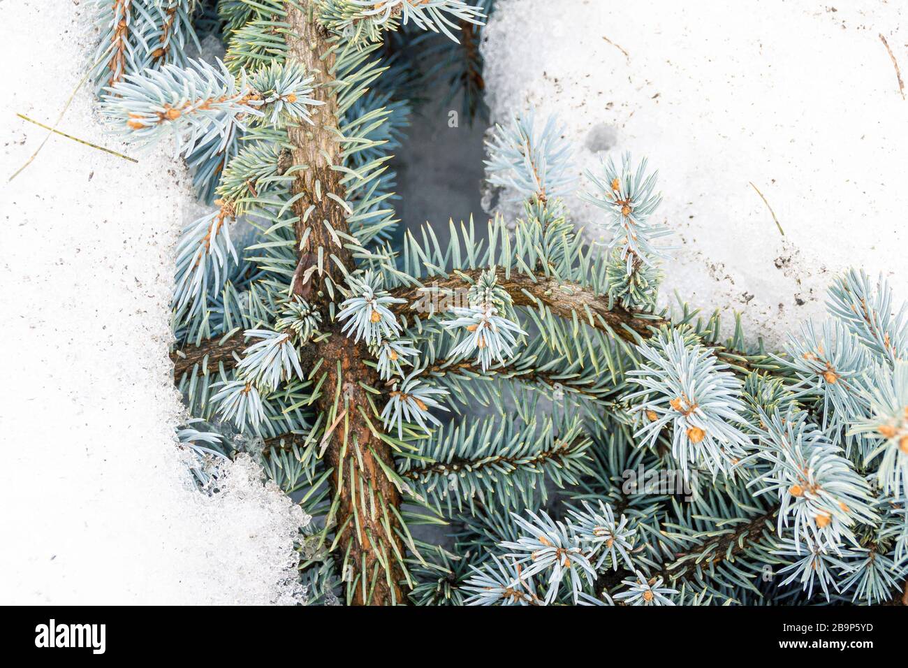 blue spruce with young shoots in spring snow Stock Photo