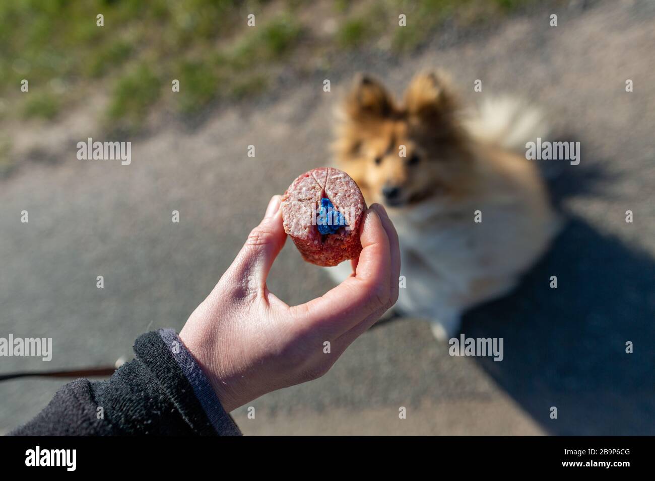 Shetland sheepdog in front of a dog bait Stock Photo