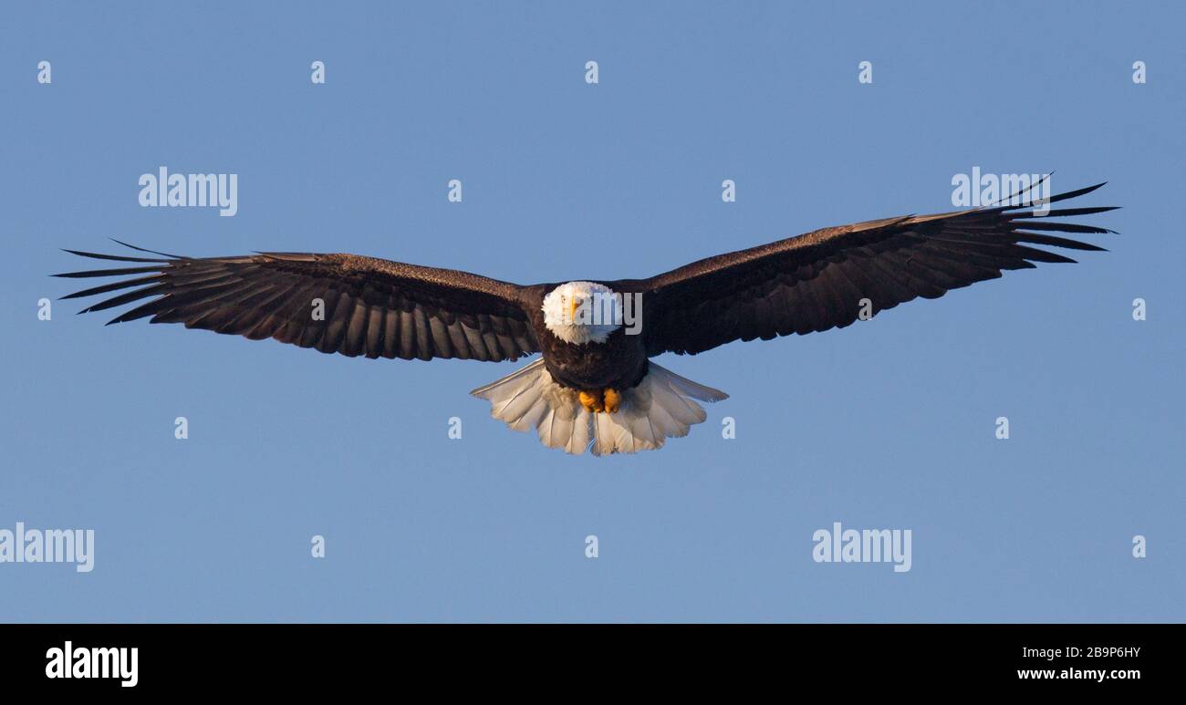 Bald Eagle Adult Flying Straight at Camera Stock Photo - Alamy