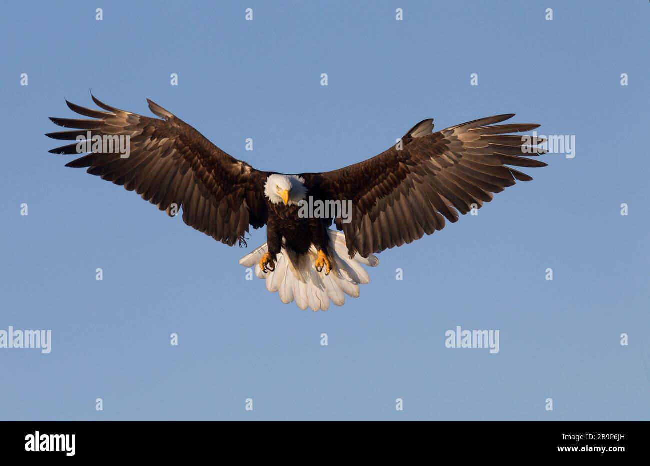 Extended bird wings hires stock photography and images Alamy