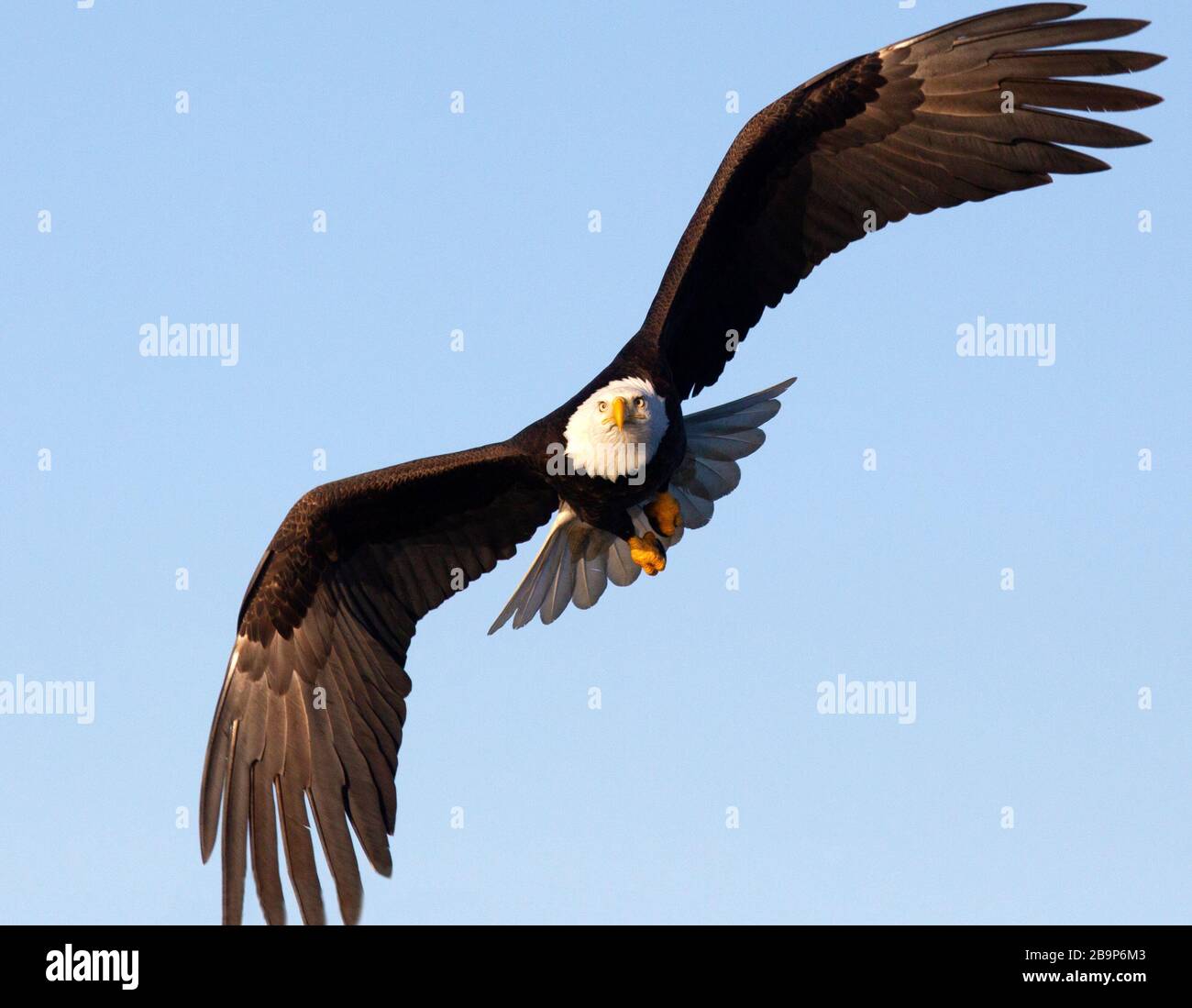 Bald eagle adult flying straight at camera hi-res stock photography and  images - Alamy