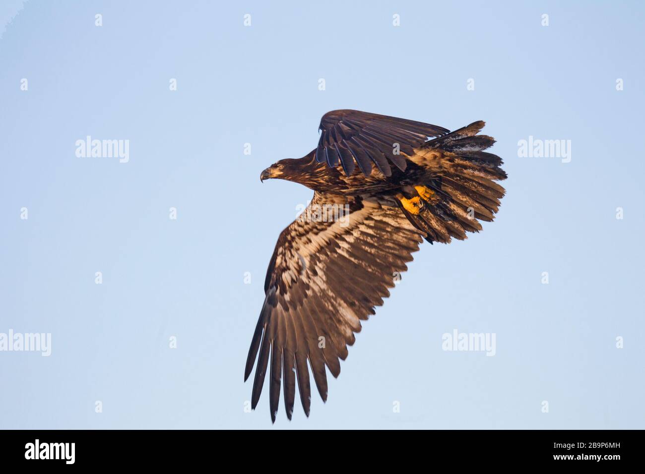 Bald Eagle Juvenile in Flight Stock Photo - Alamy