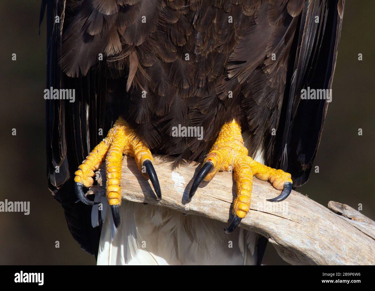 Eagle Talons High Resolution Stock Photography and Images Alamy
