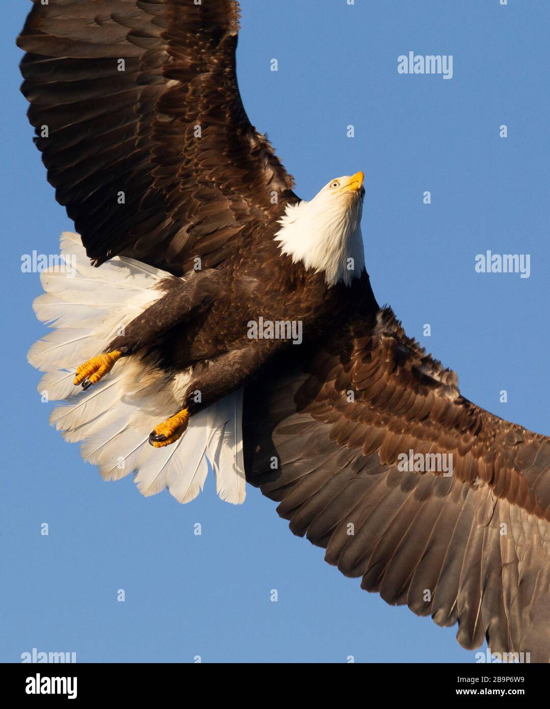 Bald Eagle Adult Closeup of Underside in Flight Stock Photo - Alamy