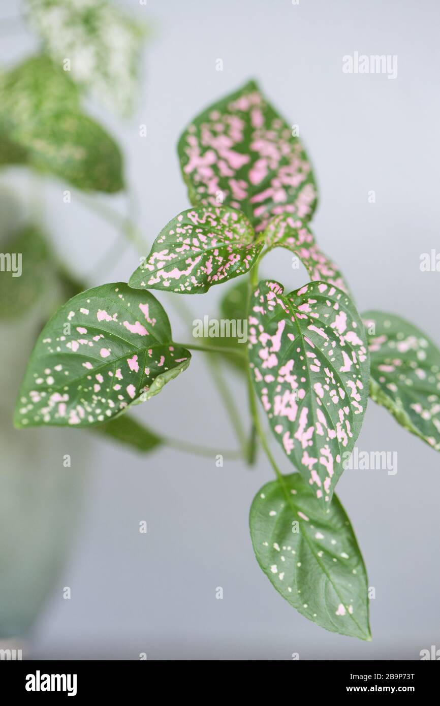 Hypoestes phyllostachya - pink polka dot plant. Stock Photo