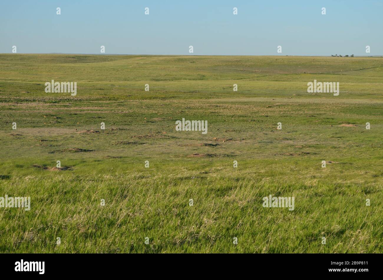 Late Spring in South Dakota: Prairie Dog Town Near Burns Basin Overlook Along the Loop Road in Badlands National Park Stock Photo