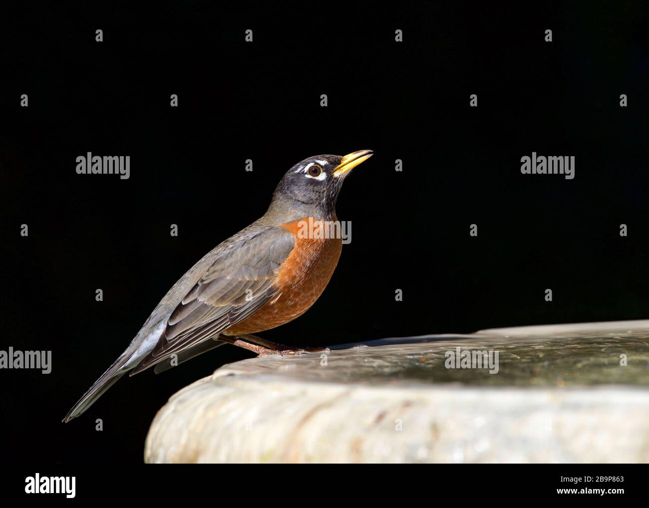one American Robin perched on a bird bath, drinking water. The American robin (Turdus migratorius) is a migratory songbird of the thrush family. Stock Photo