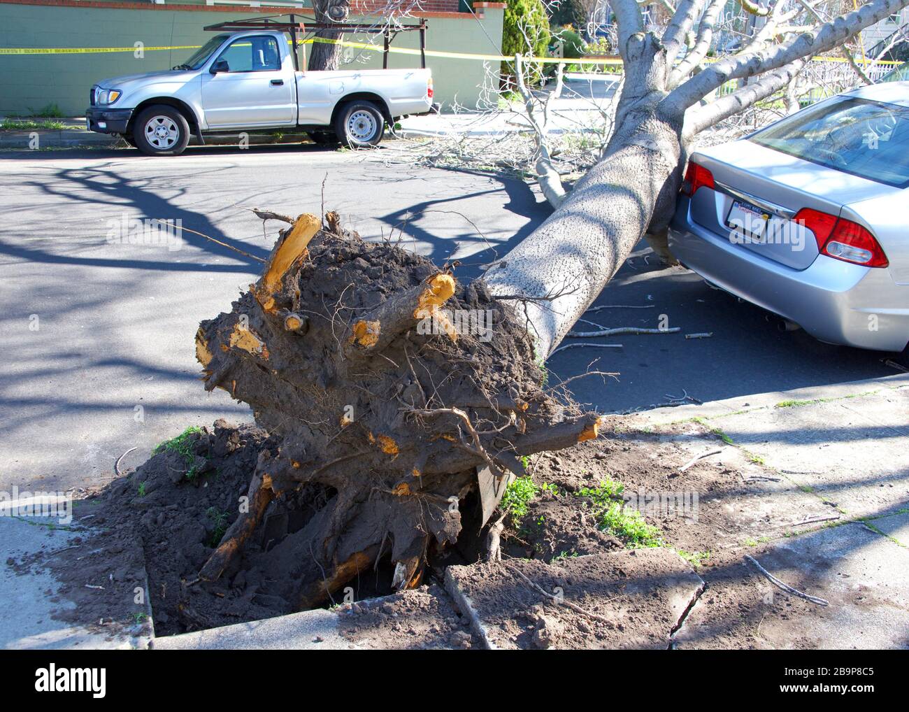 Large tree uprooted from sidewalk from high wind velocity. Laying across lanes of traffic, blocking the roadway. narrowly missing parked car on curb. Stock Photo