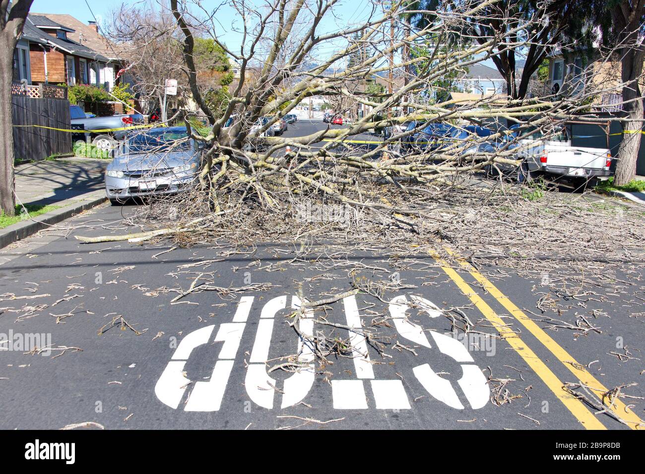 Stop sign painted on road with branches shattered across road from fallen tree, narrowly missing parked cars. With spring buds on the branches. power Stock Photo
