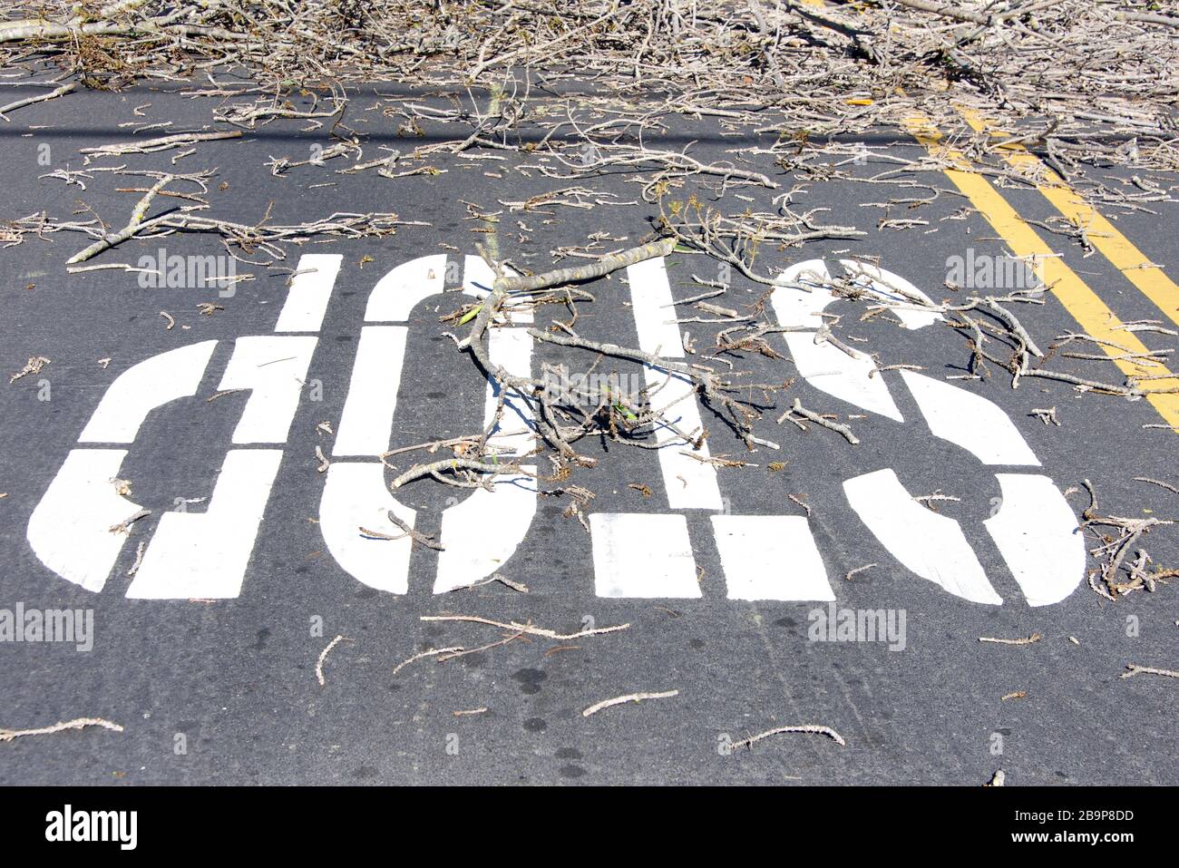 Stop sign painted on road with branches shattered across road from fallen tree. With spring buds on them. Stock Photo