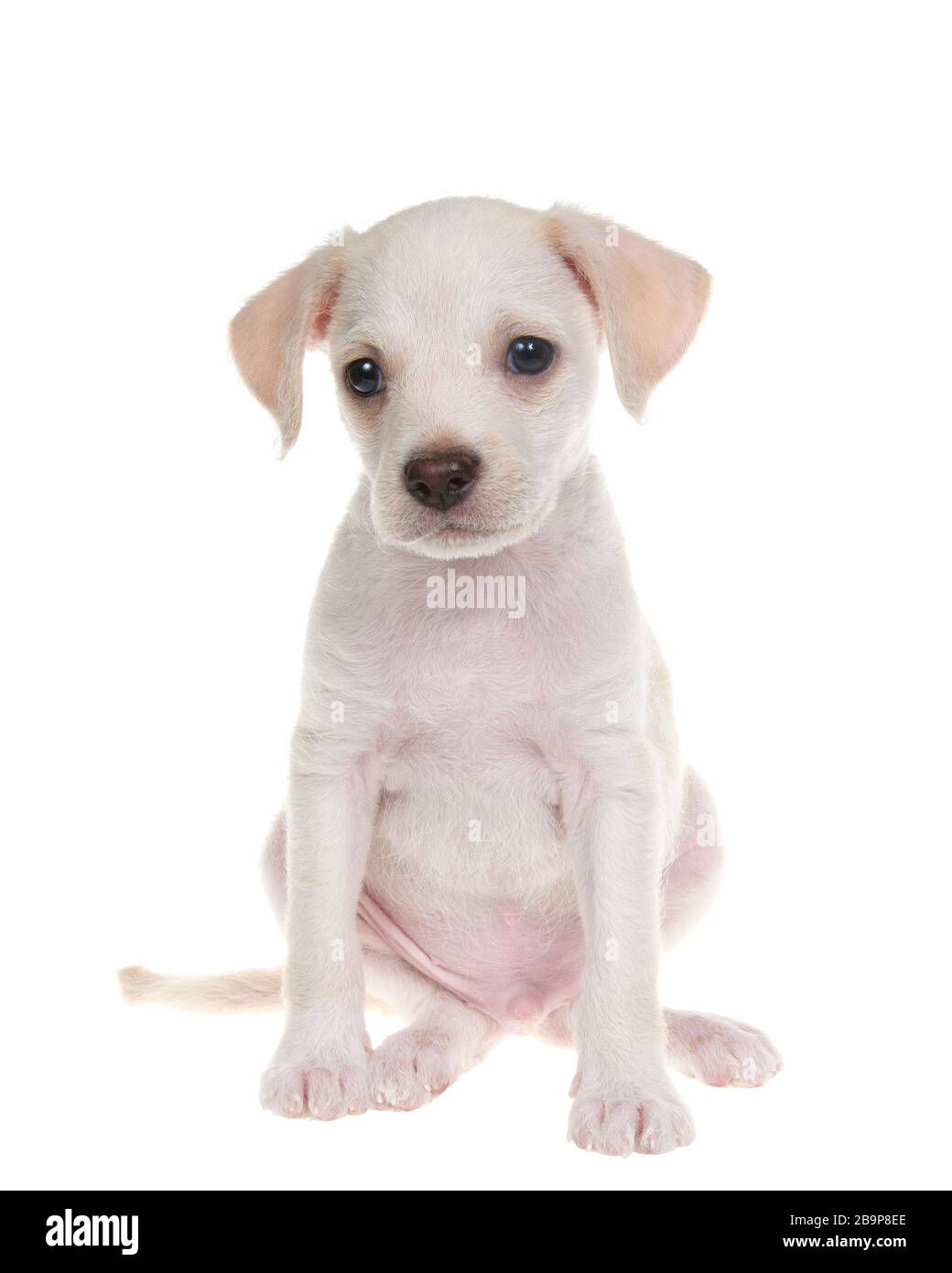 Portrait of an adorable small chihuahua lab mix puppy sitting facing viewer, isolated on white background Stock Photo -
