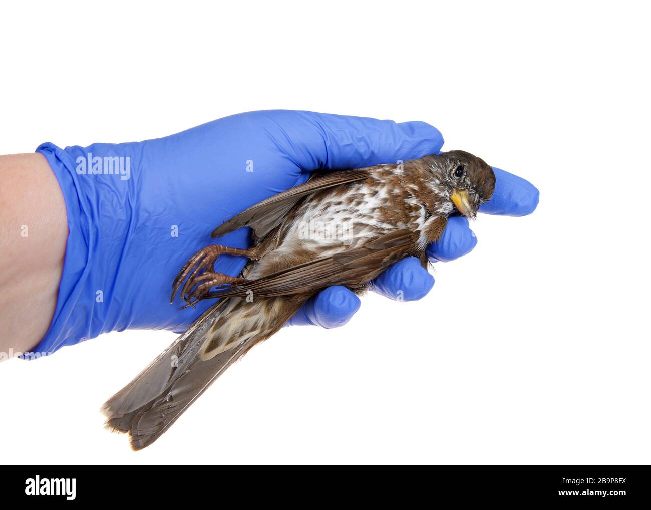 Gloved hand holding expired fox sparrow (Passerella iliaca) a large American sparrow. Domestic and feral cats kill more than a billion birds in Americ Stock Photo