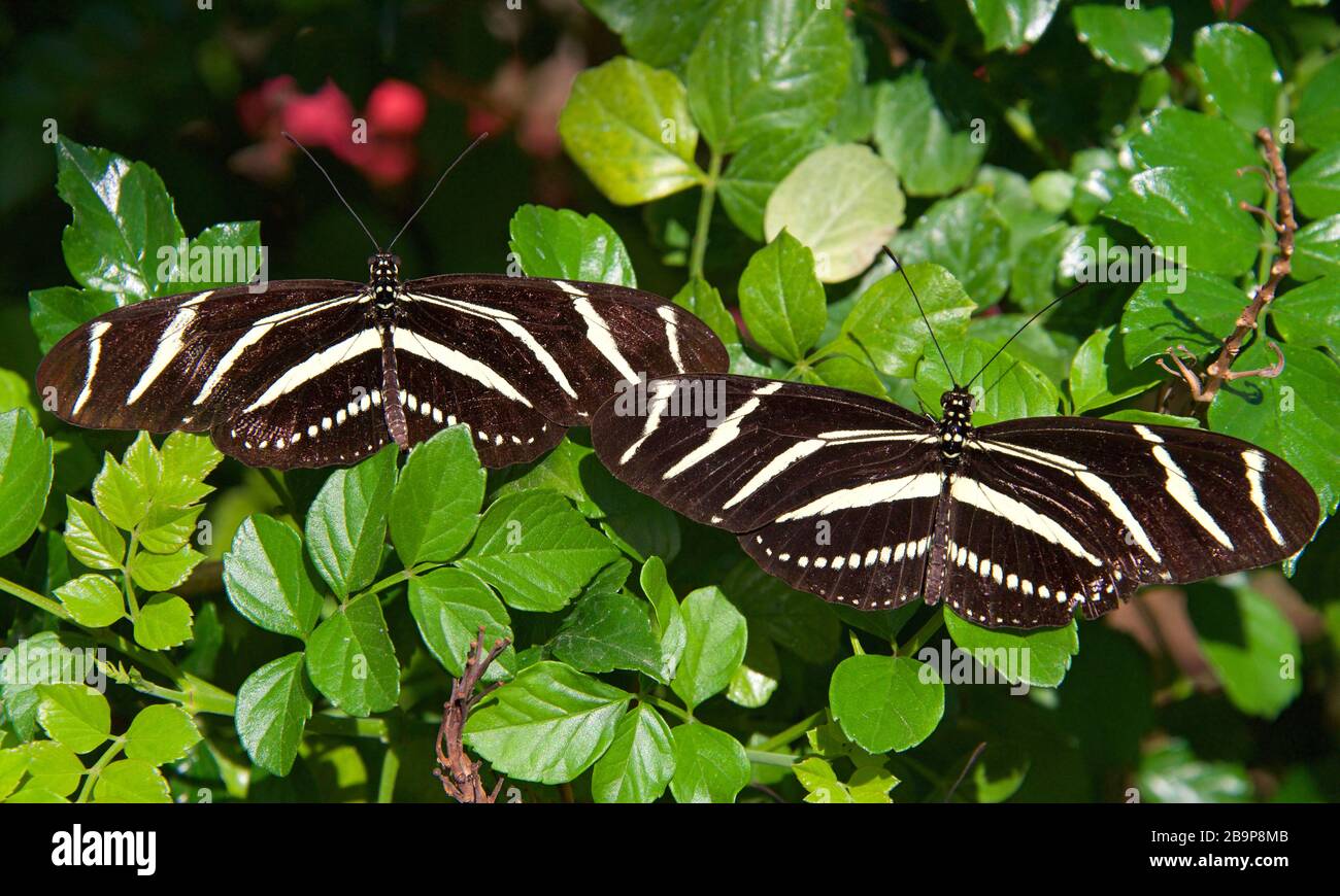 Two Zebra Long wing butterfly resting side by side on green leaves, top view Stock Photo