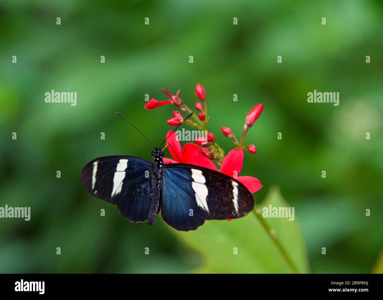 The Sara longwing is a colorful species of neotropical heliconiid butterfly found from Mexico to the Amazon Basin and southern Brazil. Drinking nectar Stock Photo