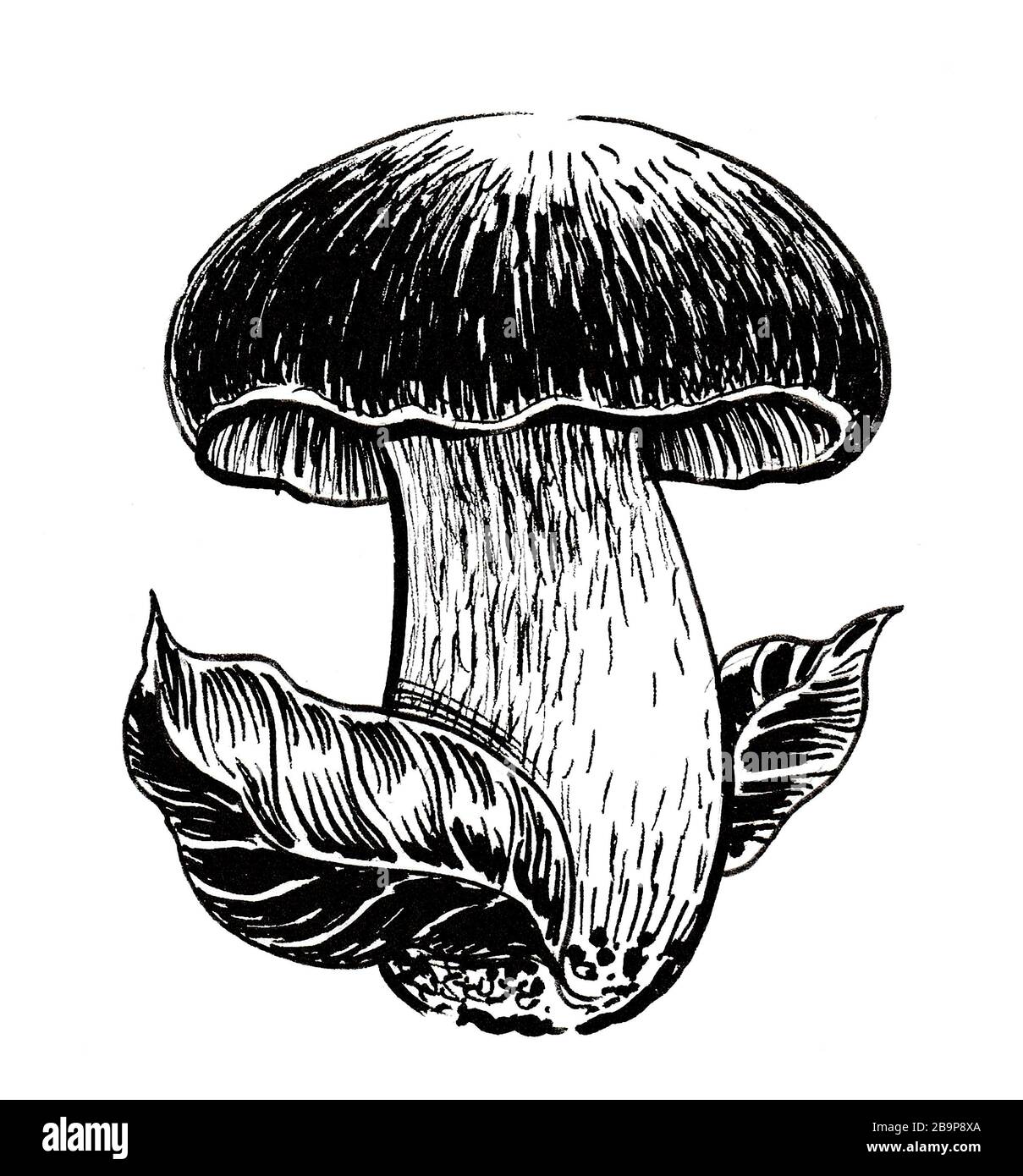 Edible mushroom and leaf. Ink black and white drawing Stock Photo - Alamy