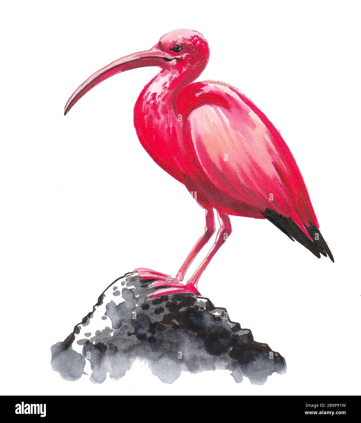 Pink Crane Bird Sitting On A Rock Ink And Watercolor Drawing Stock Photo Alamy