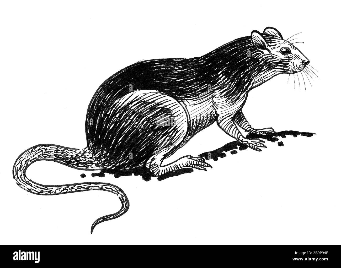 Common rat. Ink black and white drawing Stock Photo