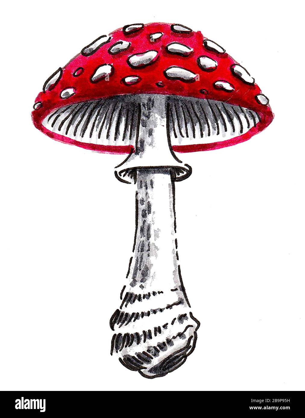 Fly Agaric mushroom. Ink and watercolor drawing Stock Photo