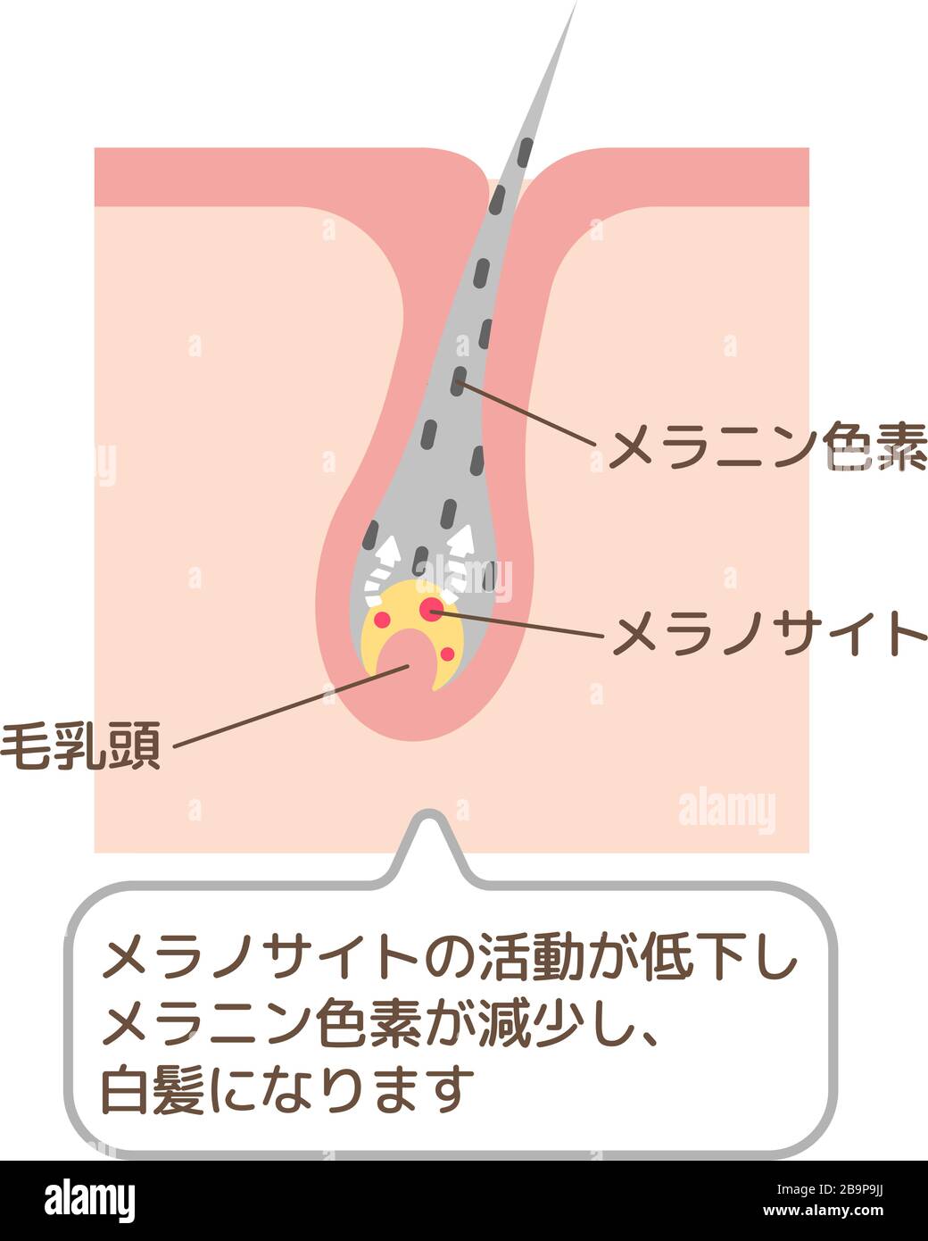 Mechanism of gray hair vector illustration / Japanese Stock Vector