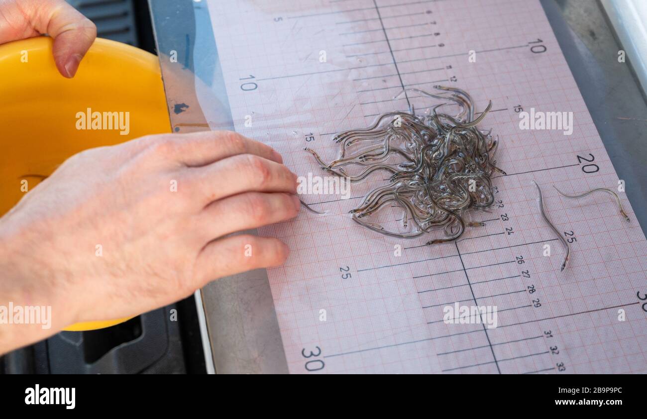 Neu Bleckede, Germany. 24th Mar, 2020. So-called glass eels are counted on a sample before being released into the Elbe in order to determine the average weight. With approximately 450,000 released juvenile eels, the population of migratory fish in the Elbe is to be secured. Credit: Philipp Schulze/dpa/Alamy Live News Stock Photo