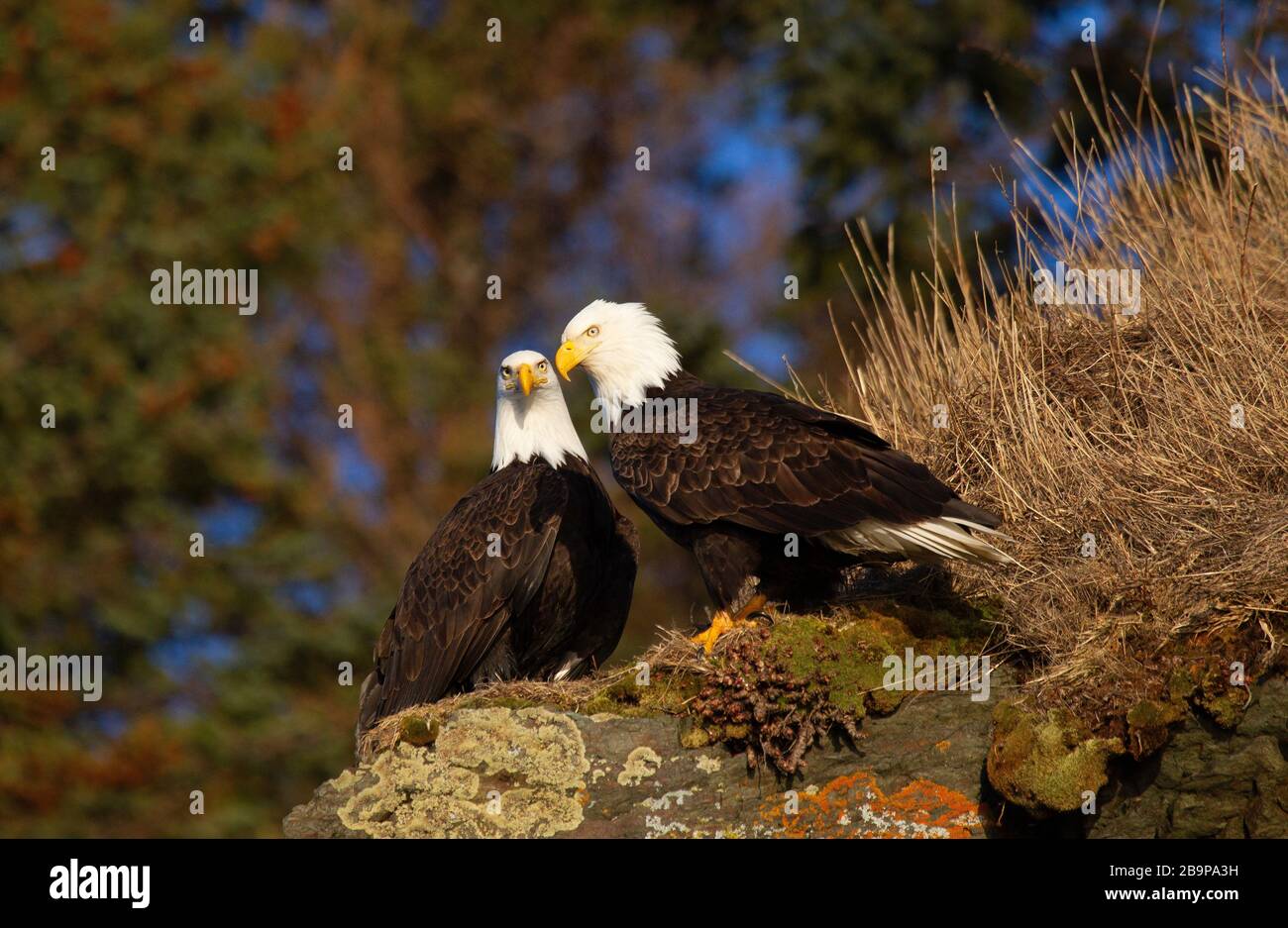 Two Adult Bald Eagles Perched on Rock Stock Photo
