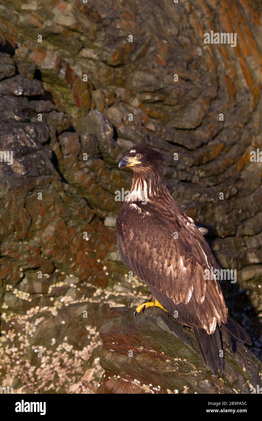 Bald Eagle Juvenile Portrait Stock Photo