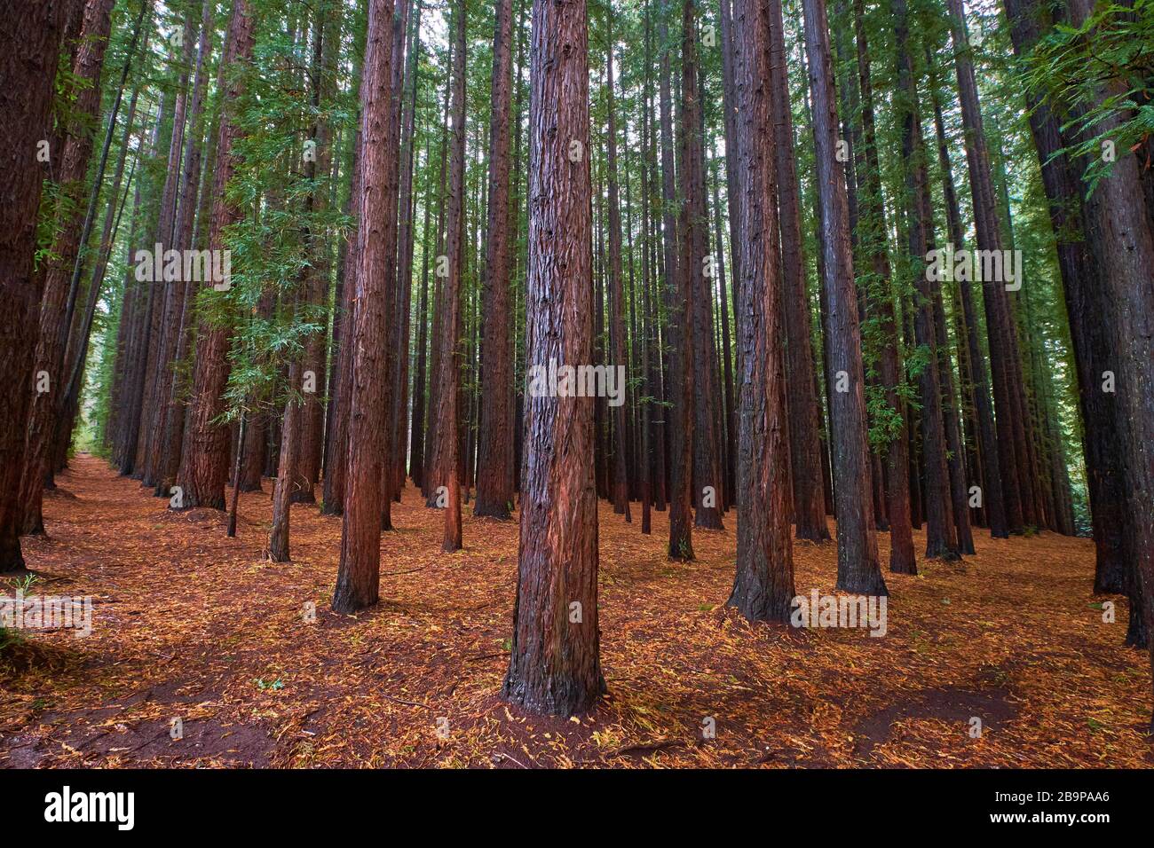 A grove of redwood trees planted in a grid as an agriculture experiment ...