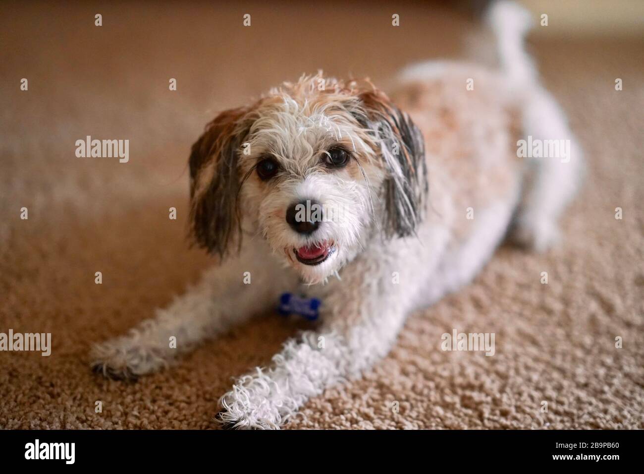 A dog poses for a photo after getting a bath. Stock Photo