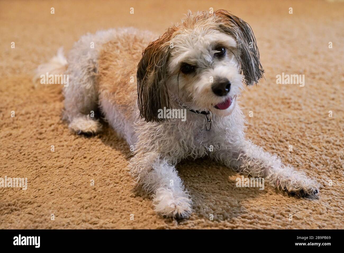 A dog poses for a photo after getting a bath. Stock Photo